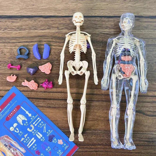  3D Human Anatomy Model Kit Removable Organs CE Certified -  ToylandEU™