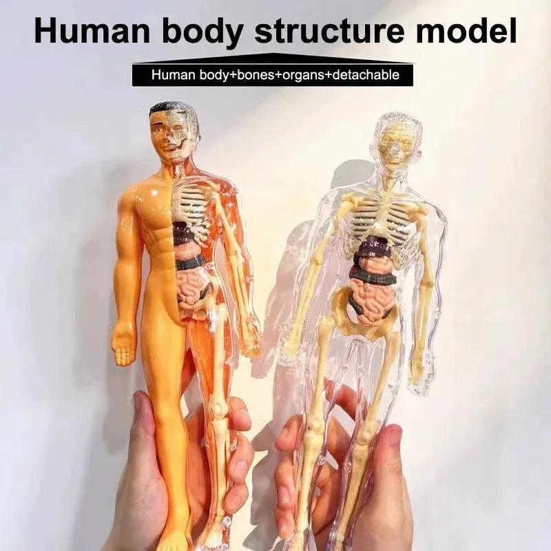  3D Human Anatomy Model Kit Removable Organs CE Certified -  ToylandEU™