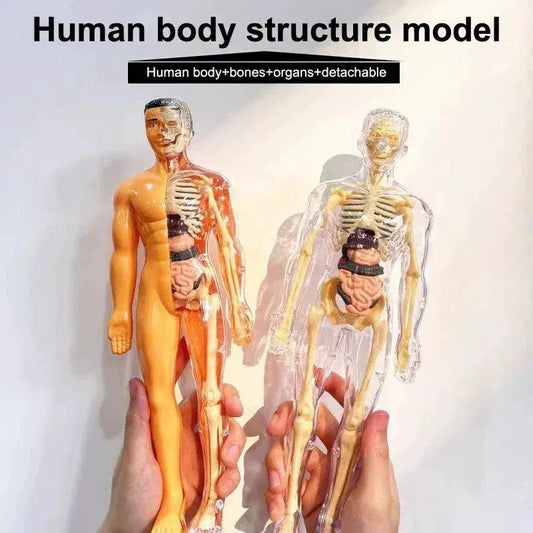  3D Human Anatomy Model Kit Removable Organs CE Certified -  ToylandEU™