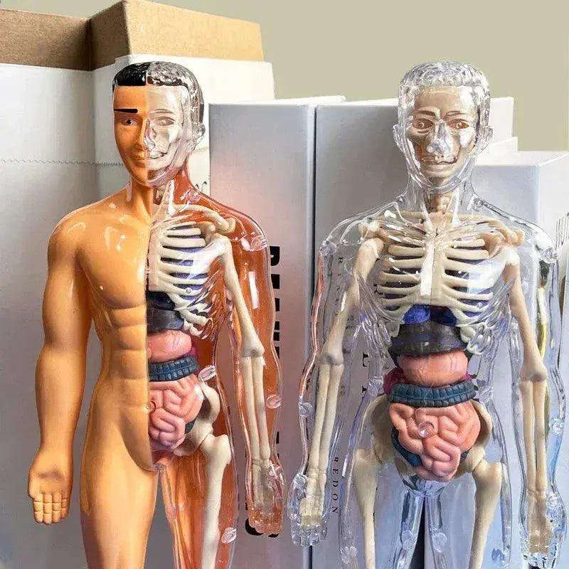  3D Human Anatomy Model Kit Removable Organs CE Certified -  ToylandEU™