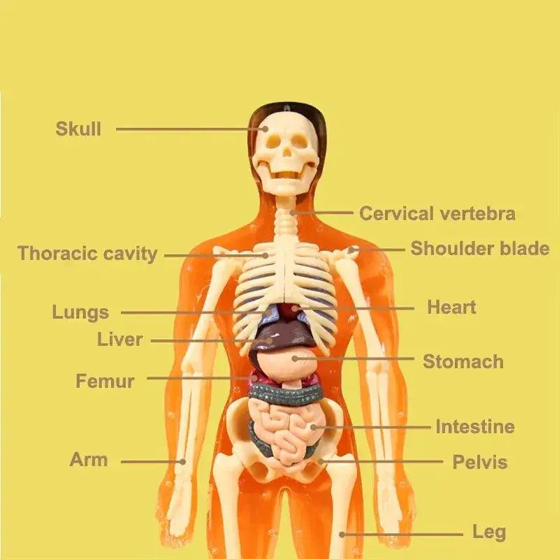  3D Human Anatomy Model Kit Removable Organs CE Certified -  ToylandEU™