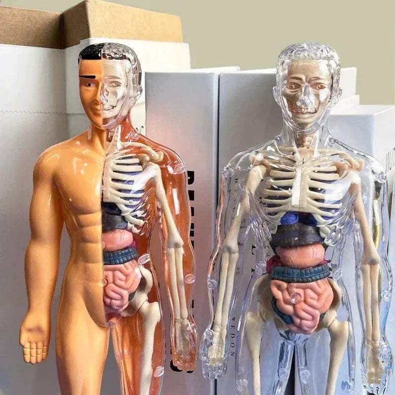 3D Human Anatomy Model Kit With Removable Organs Educational - ToylandEU