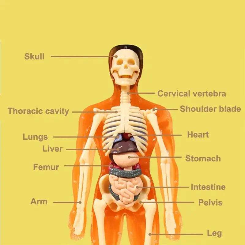3D Human Anatomy Model Kit With Removable Organs Educational - ToylandEU