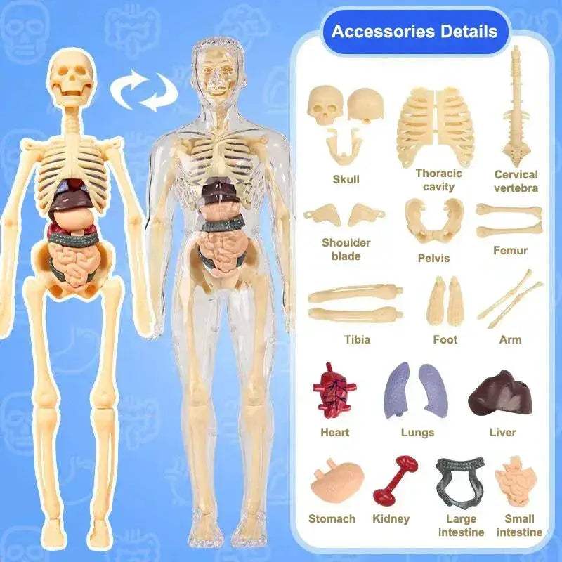 3D Human Anatomy Model Kit With Removable Organs Educational - ToylandEU