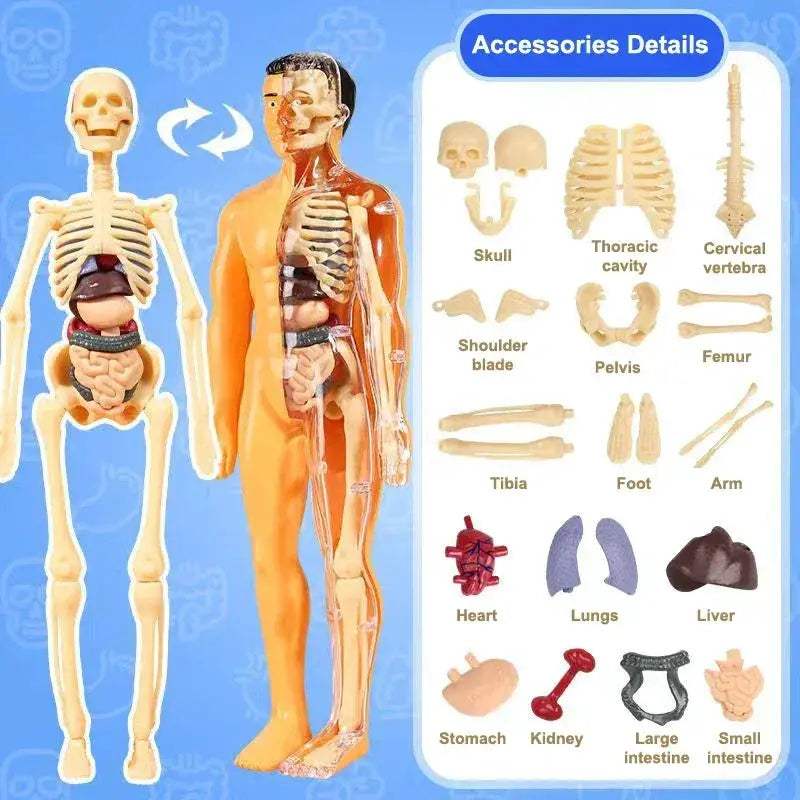 3D Human Anatomy Model Kit With Removable Organs Educational - ToylandEU