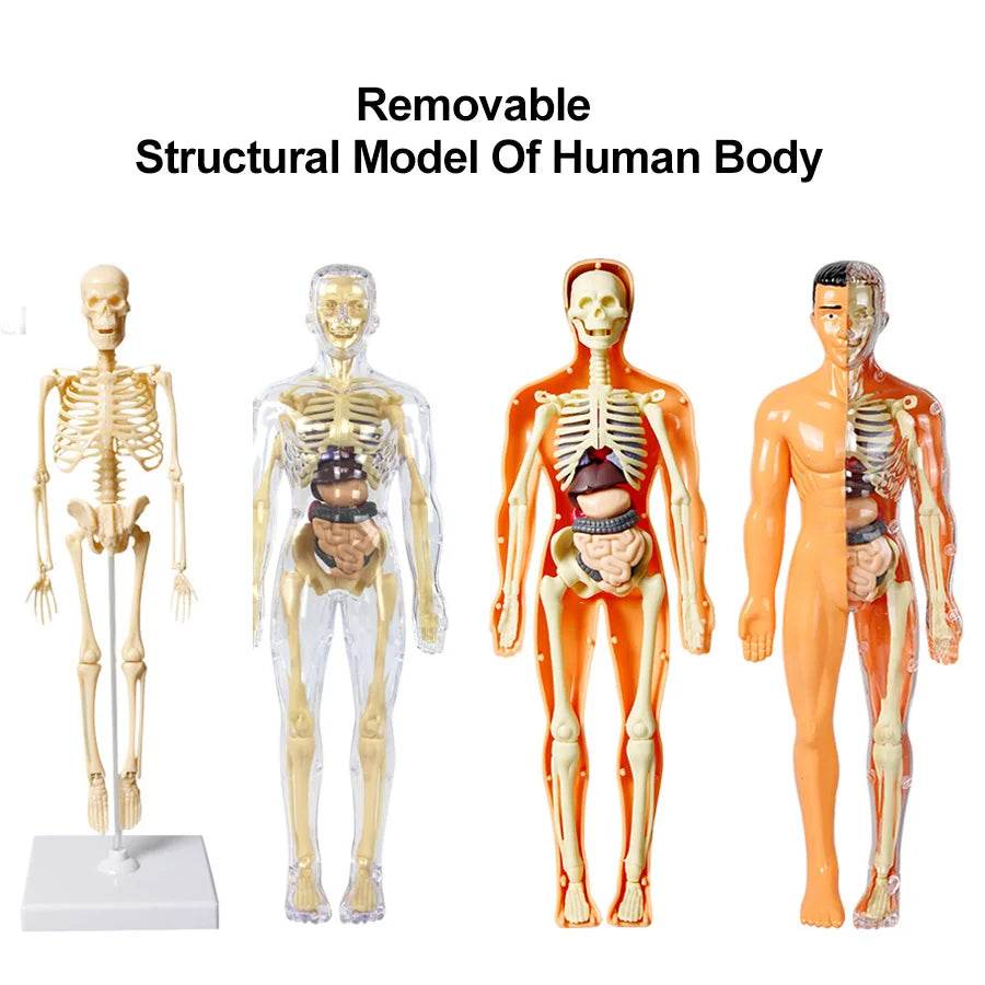 3D Human Body Torso Model for Kid Anatomy Skeleton Removable Simulation Organ - ToylandEU
