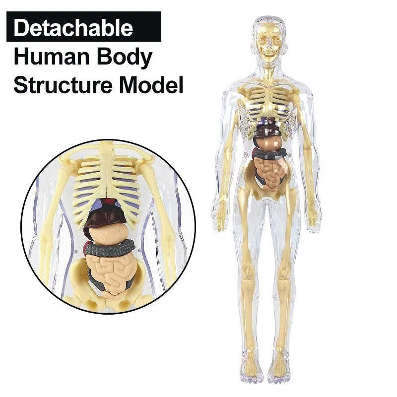 3D Human Body Torso Model for Kid Anatomy Skeleton Removable Simulation Organ - ToylandEU