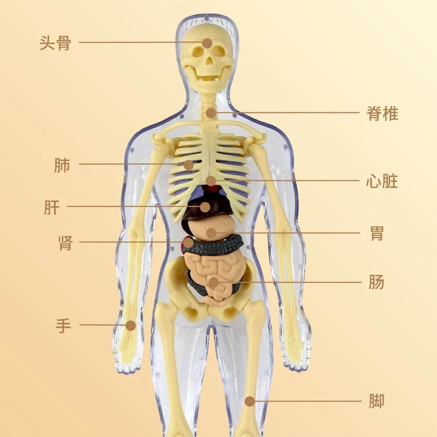 3D Human Body Torso Model for Kid Anatomy Skeleton Removable Simulation Organ - ToylandEU