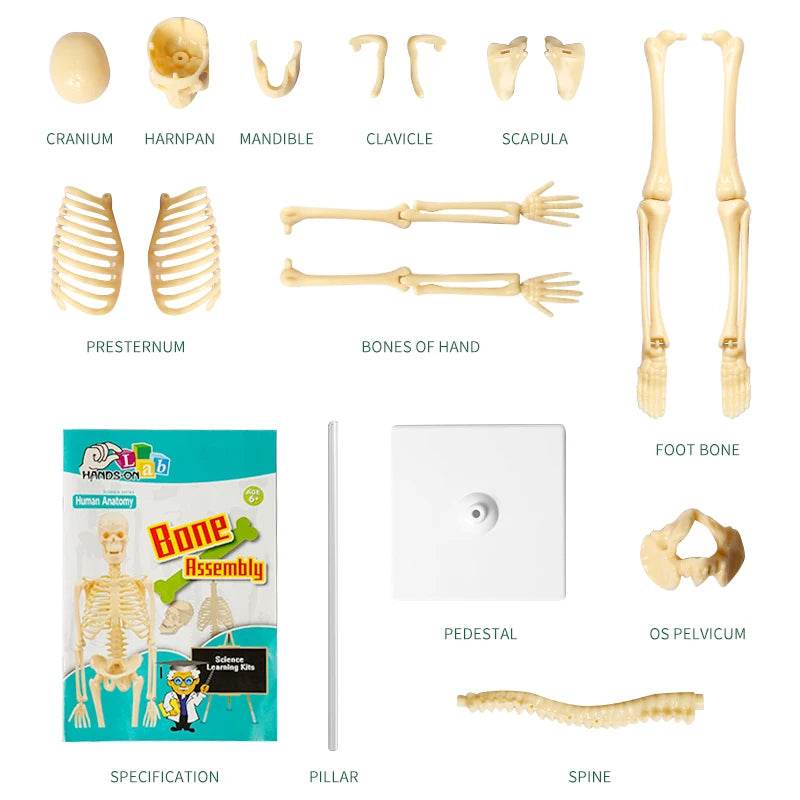 3D Human Body Torso Model for Kid Anatomy Skeleton Removable Simulation Organ - ToylandEU