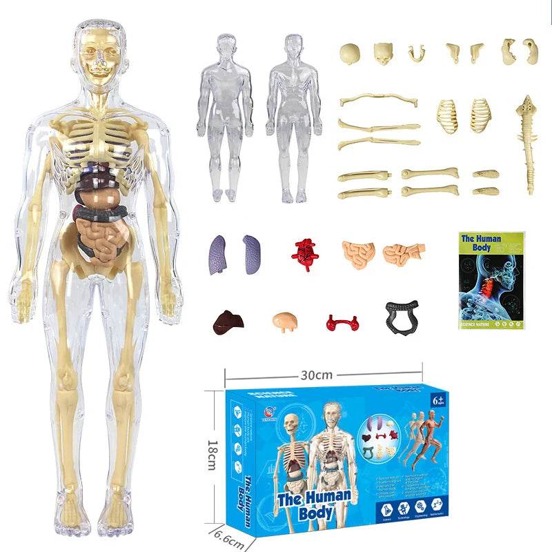 3D Human Body Torso Model for Kid Anatomy Skeleton Removable Simulation Organ - ToylandEU