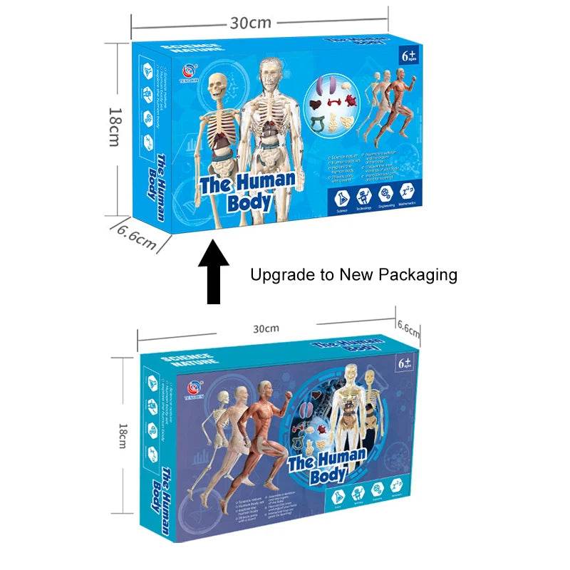 3D Human Body Torso Model for Kid Anatomy Skeleton Removable Simulation Organ - ToylandEU