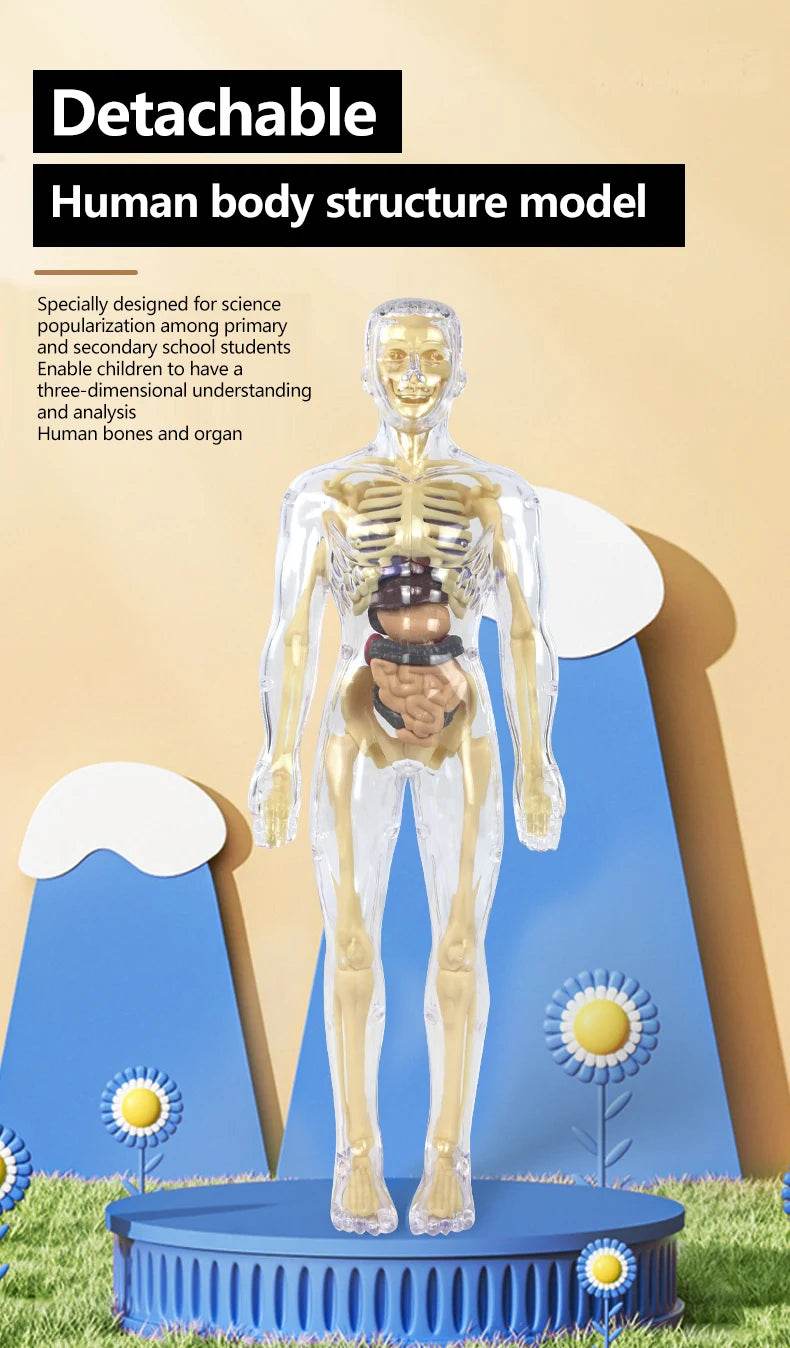 3D Human Body Torso Model for Kid Anatomy Skeleton Removable Simulation Organ - ToylandEU