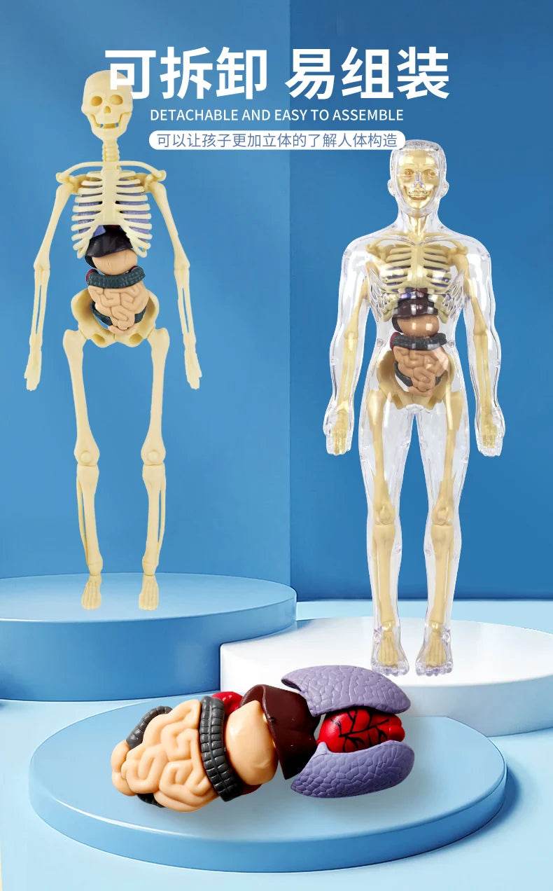 3D Human Body Torso Model for Kid Anatomy Skeleton Removable Simulation Organ - ToylandEU