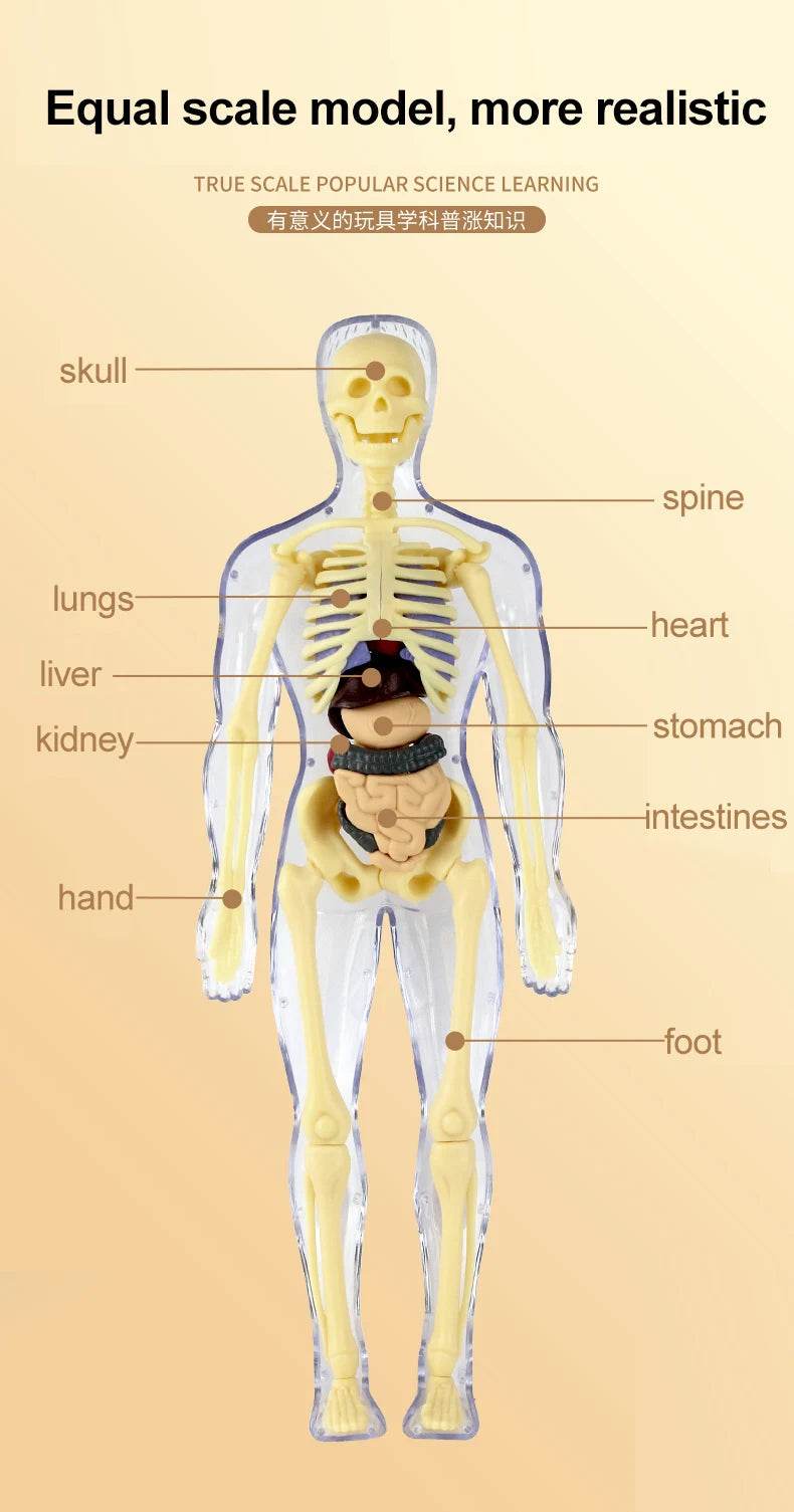 3D Human Body Torso Model for Kid Anatomy Skeleton Removable Simulation Organ - ToylandEU