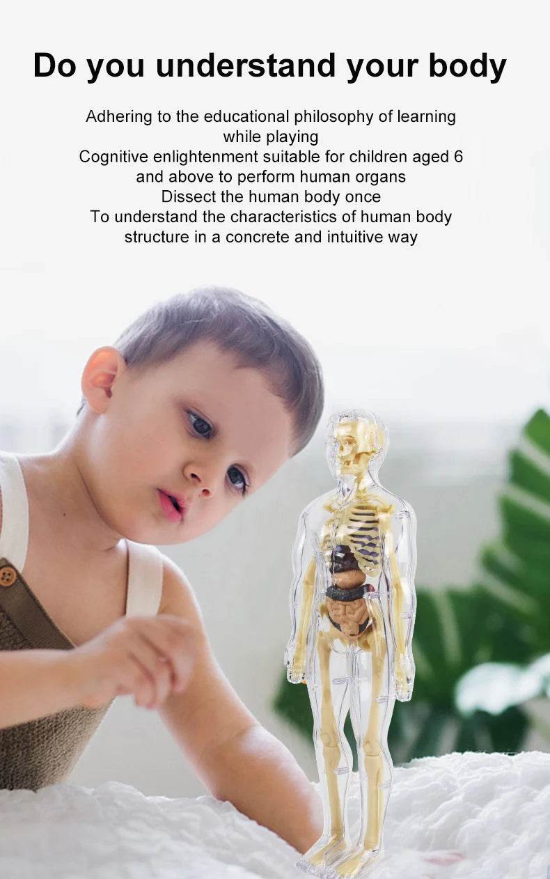 3D Human Body Torso Model for Kid Anatomy Skeleton Removable Simulation Organ - ToylandEU