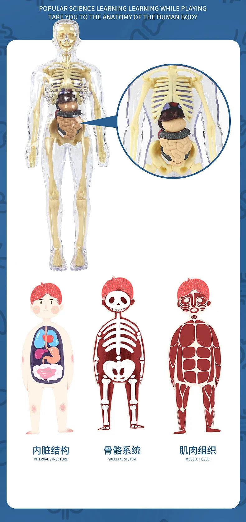 3D Human Body Torso Model for Kid Anatomy Skeleton Removable Simulation Organ - ToylandEU