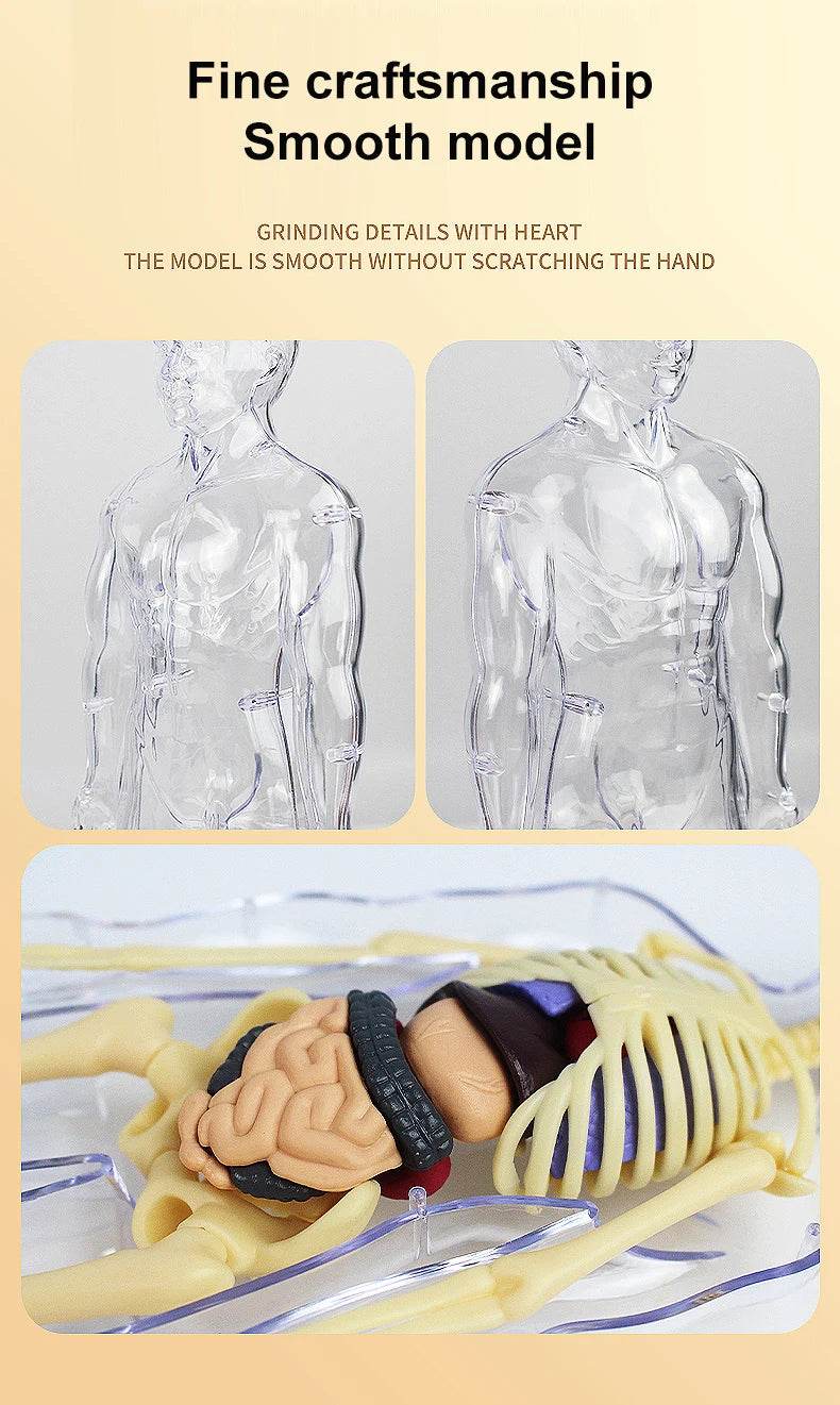 3D Human Body Torso Model for Kid Anatomy Skeleton Removable Simulation Organ - ToylandEU