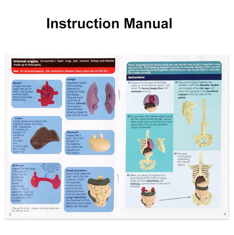 3D Human Body Torso Model for Kid Anatomy Skeleton Removable Simulation Organ - ToylandEU