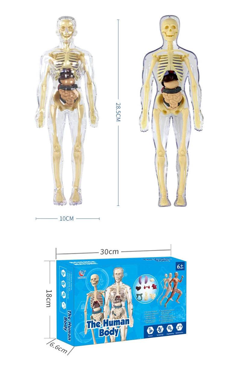 3D Human Body Torso Model for Kid Anatomy Skeleton Removable Simulation Organ - ToylandEU