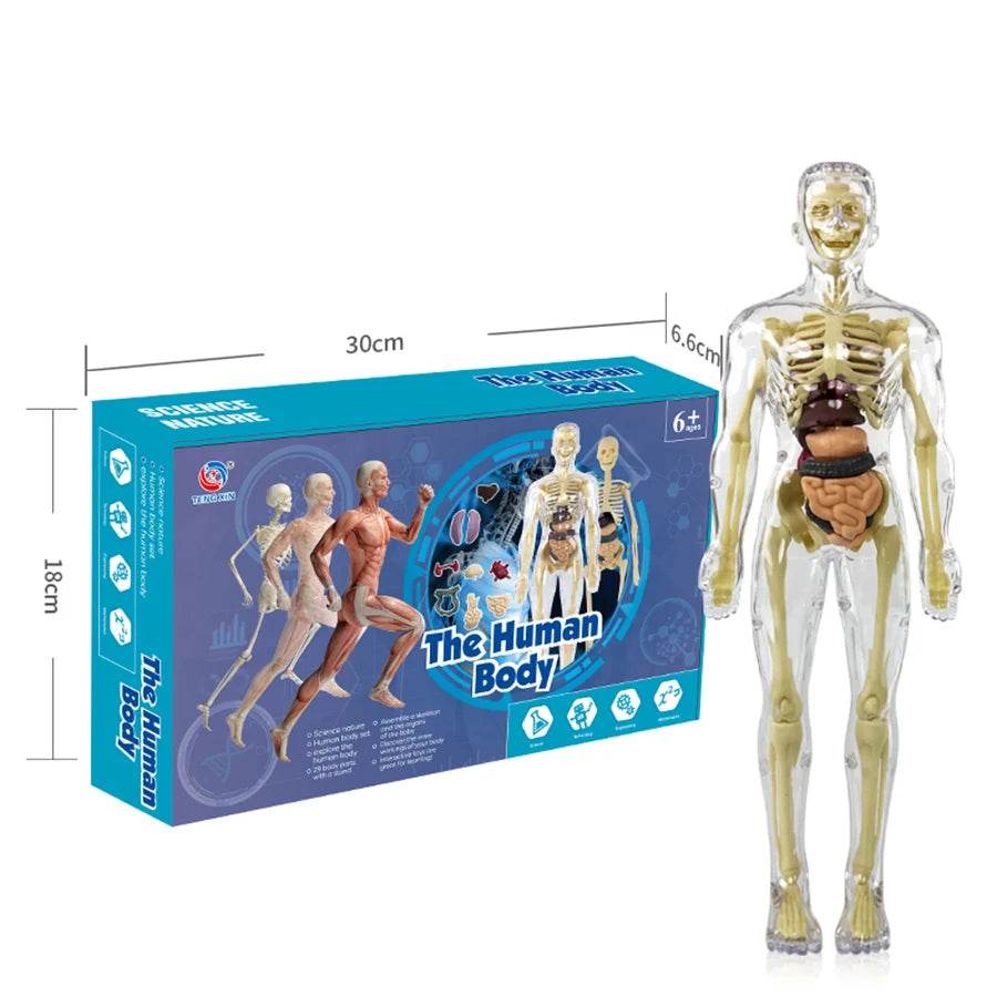 3D Human Body Torso Model for Kid Anatomy Skeleton Removable Simulation Organ - ToylandEU