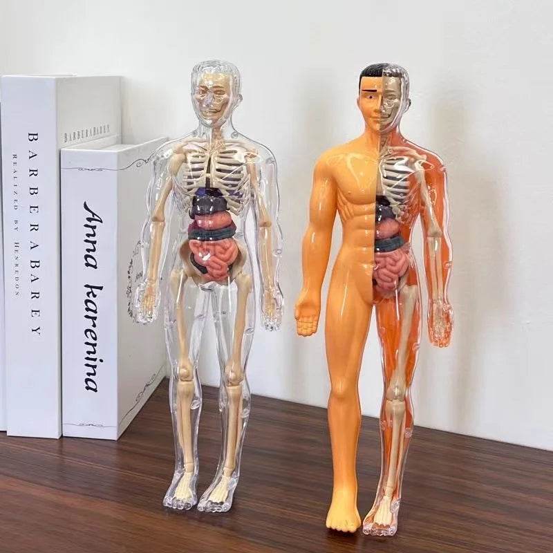3D Human Body Torso Model for Kid Anatomy Skeleton Removable Simulation Organ and Skeleton Detachable Bone Body Education Models - ToylandEU