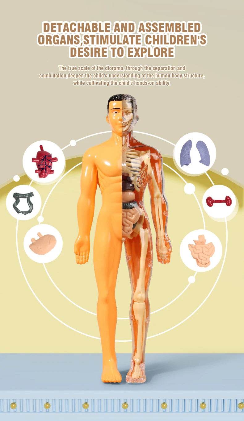 3D Human Body Torso Model for Kid Anatomy Skeleton Removable Simulation Organ and Skeleton Detachable Bone Body Education Models - ToylandEU