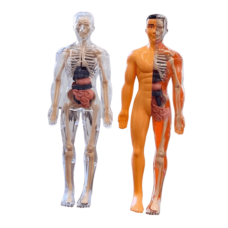 3D Human Body Torso Model for Kid Anatomy Skeleton Removable Simulation Organ and Skeleton Detachable Bone Body Education Models - ToylandEU