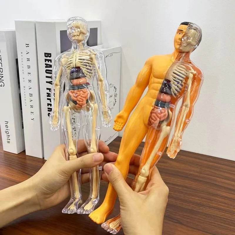 3D Human Body Torso Model for Kid Anatomy Skeleton Removable Simulation Organ and Skeleton Detachable Bone Body Education Models - ToylandEU
