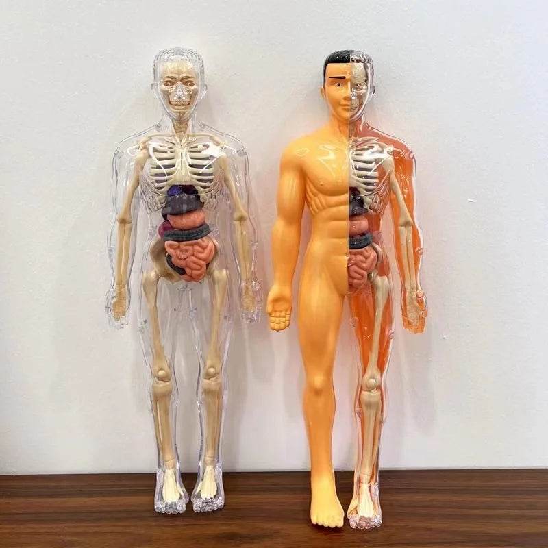 3D Human Body Torso Model for Kid Anatomy Skeleton Removable Simulation Organ and Skeleton Detachable Bone Body Education Models - ToylandEU