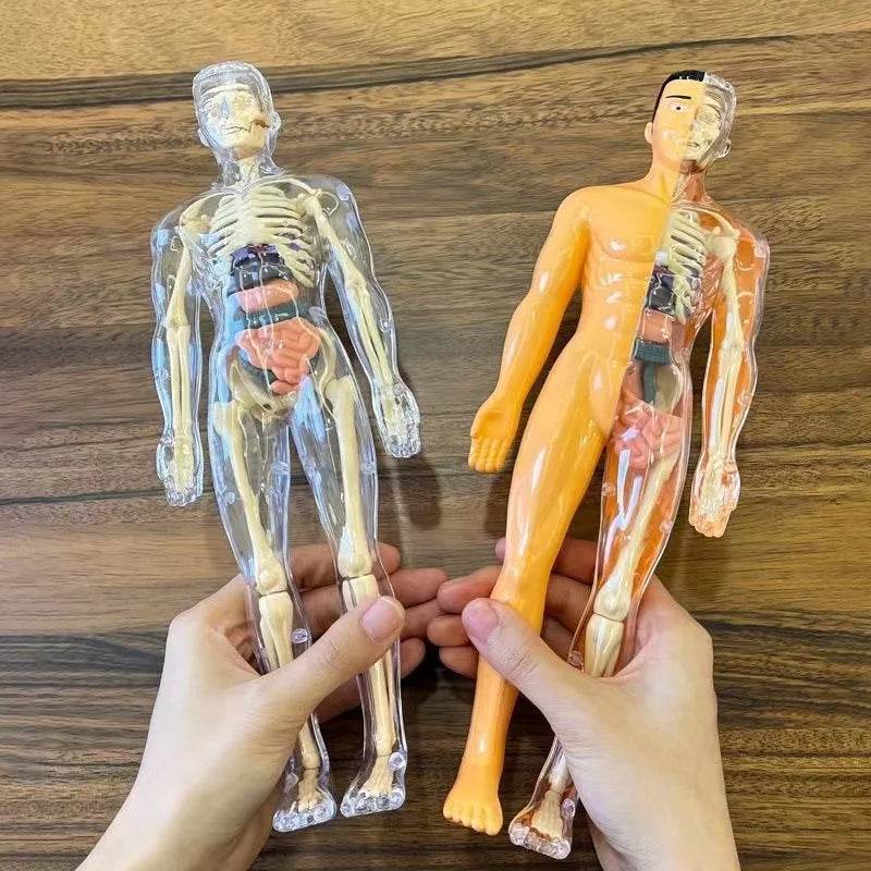 3D Human Body Torso Model for Kid Anatomy Skeleton Removable Simulation Organ and Skeleton Detachable Bone Body Education Models - ToylandEU