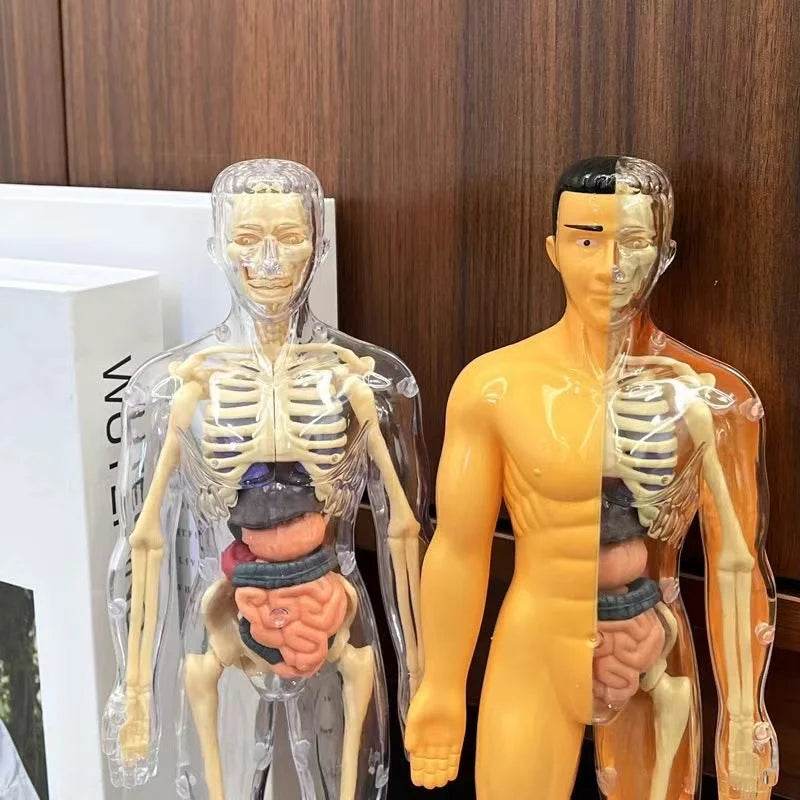 3D Human Body Torso Model for Kid Anatomy Skeleton Removable Simulation Organ and Skeleton Detachable Bone Body Education Models - ToylandEU