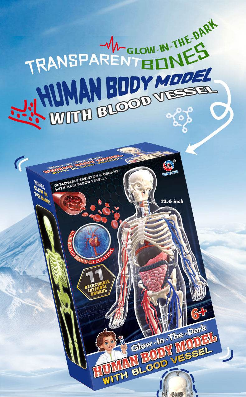 3D Human Body Torso Model for Kid Anatomy Skeleton Removable Simulation Organ and Skeleton Detachable Bone Body Education Models - ToylandEU