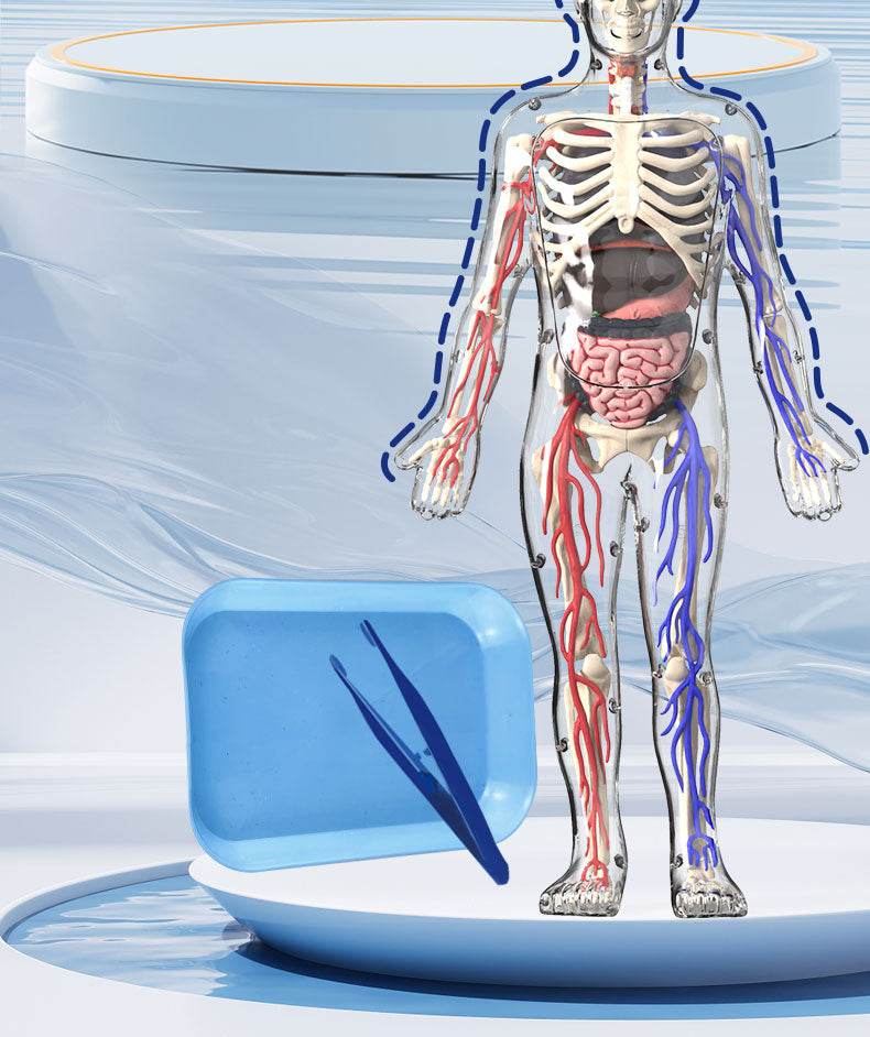3D Human Body Torso Model for Kid Anatomy Skeleton Removable Simulation Organ and Skeleton Detachable Bone Body Education Models - ToylandEU