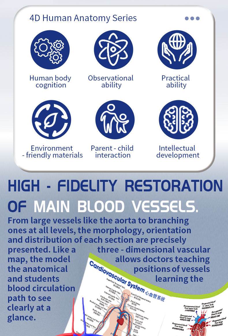 3D Human Body Torso Model for Kid Anatomy Skeleton Removable Simulation Organ and Skeleton Detachable Bone Body Education Models - ToylandEU