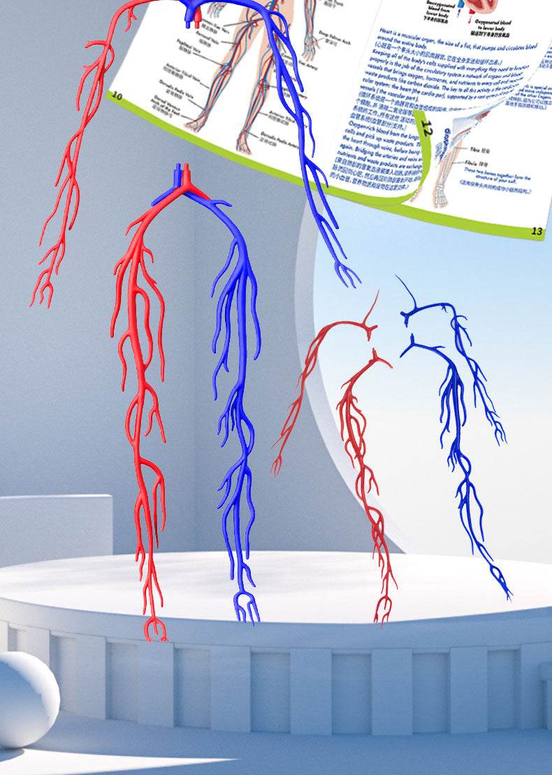 3D Human Body Torso Model for Kid Anatomy Skeleton Removable Simulation Organ and Skeleton Detachable Bone Body Education Models - ToylandEU