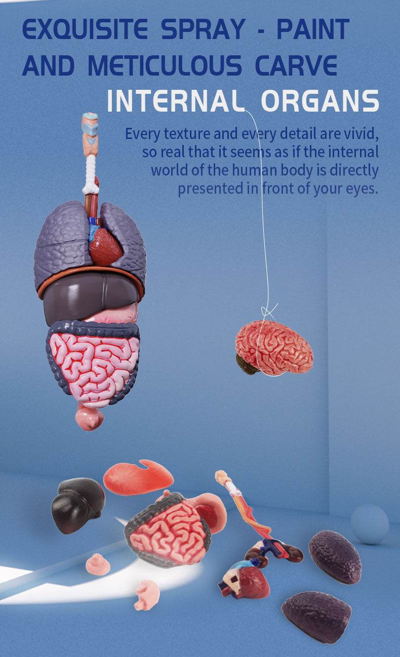 3D Human Body Torso Model for Kid Anatomy Skeleton Removable Simulation Organ and Skeleton Detachable Bone Body Education Models - ToylandEU