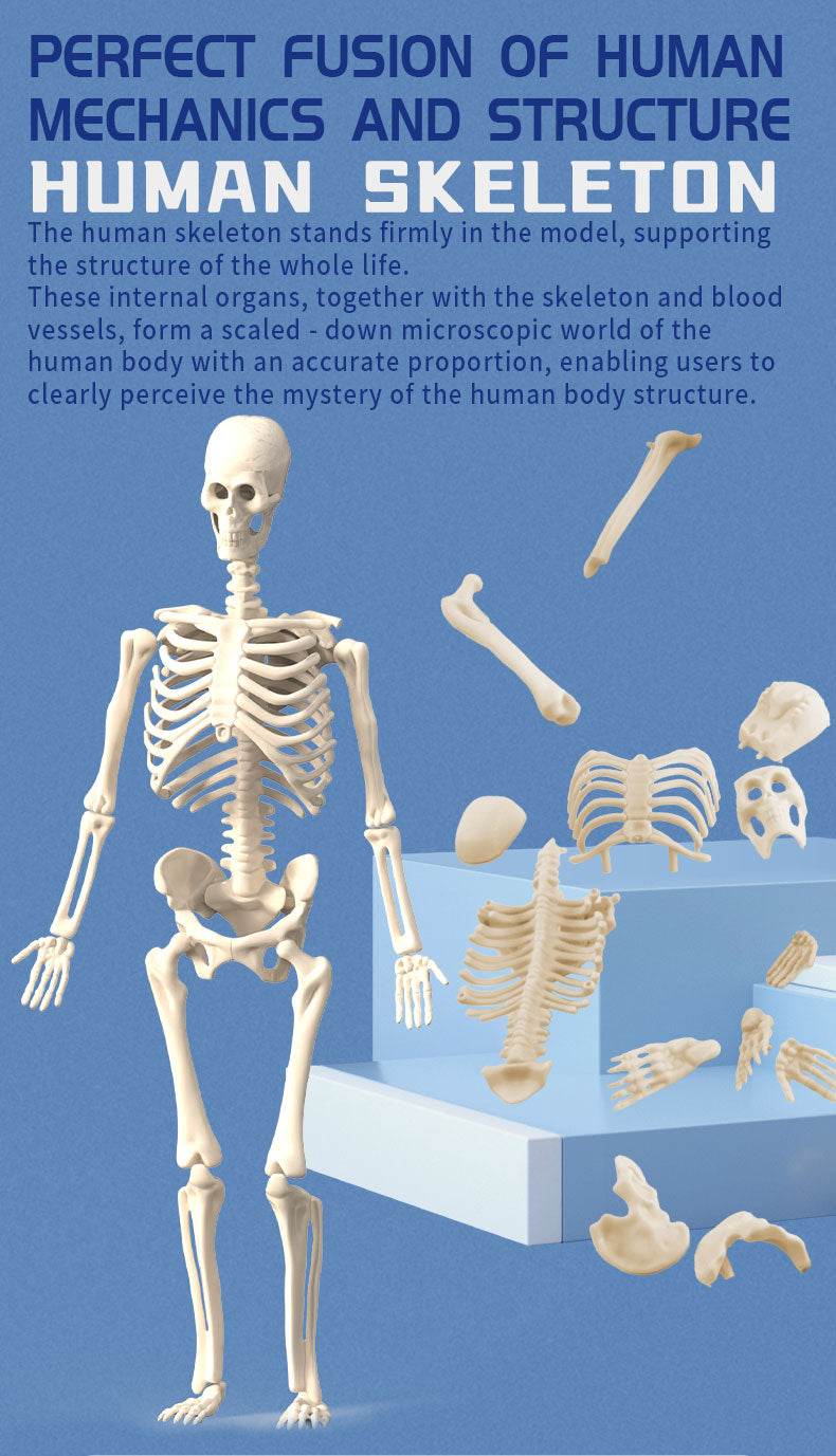 3D Human Body Torso Model for Kid Anatomy Skeleton Removable Simulation Organ and Skeleton Detachable Bone Body Education Models - ToylandEU