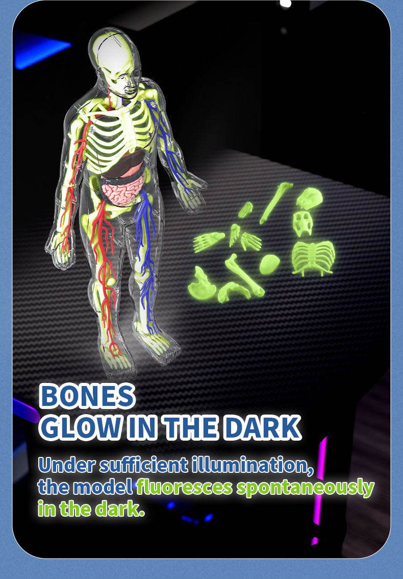 3D Human Body Torso Model for Kid Anatomy Skeleton Removable Simulation Organ and Skeleton Detachable Bone Body Education Models - ToylandEU