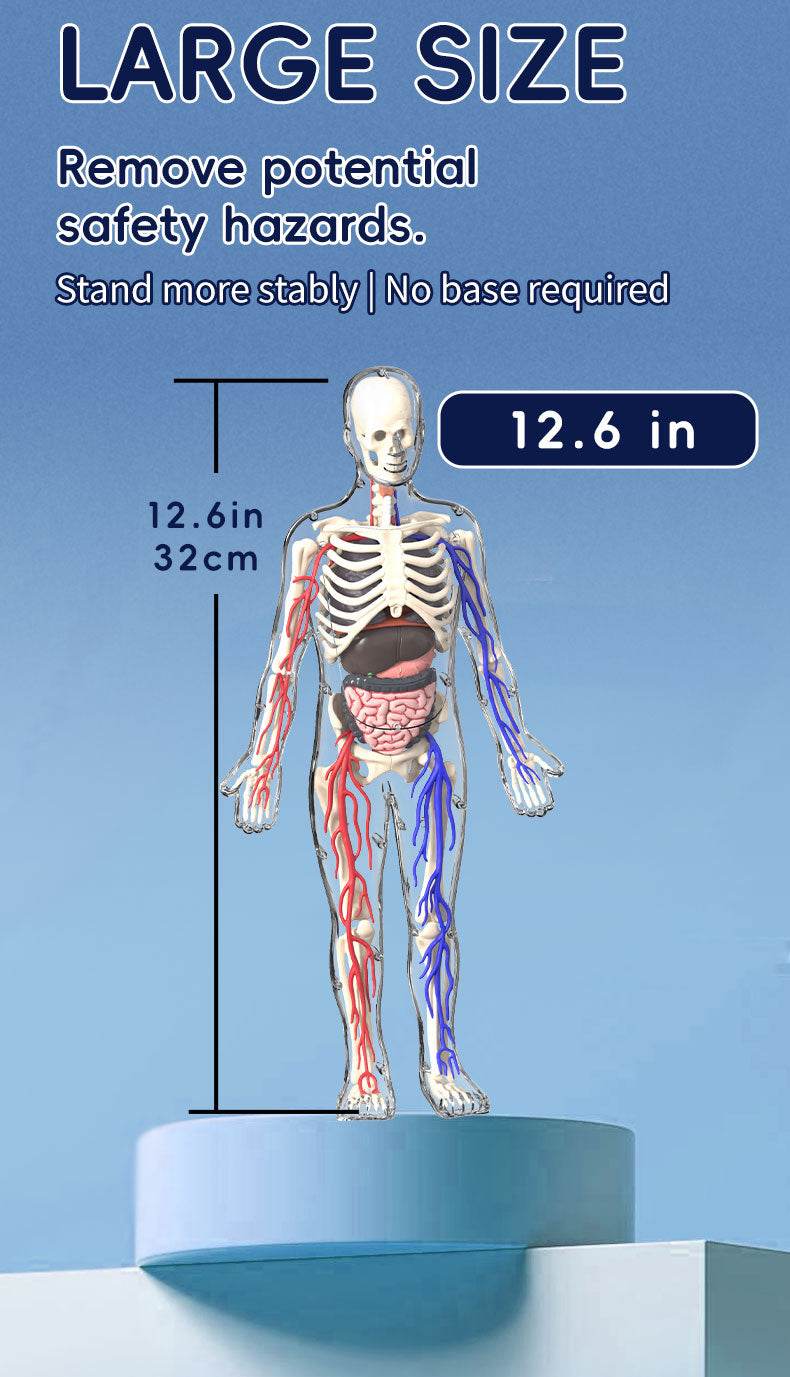 3D Human Body Torso Model for Kid Anatomy Skeleton Removable Simulation Organ and Skeleton Detachable Bone Body Education Models - ToylandEU