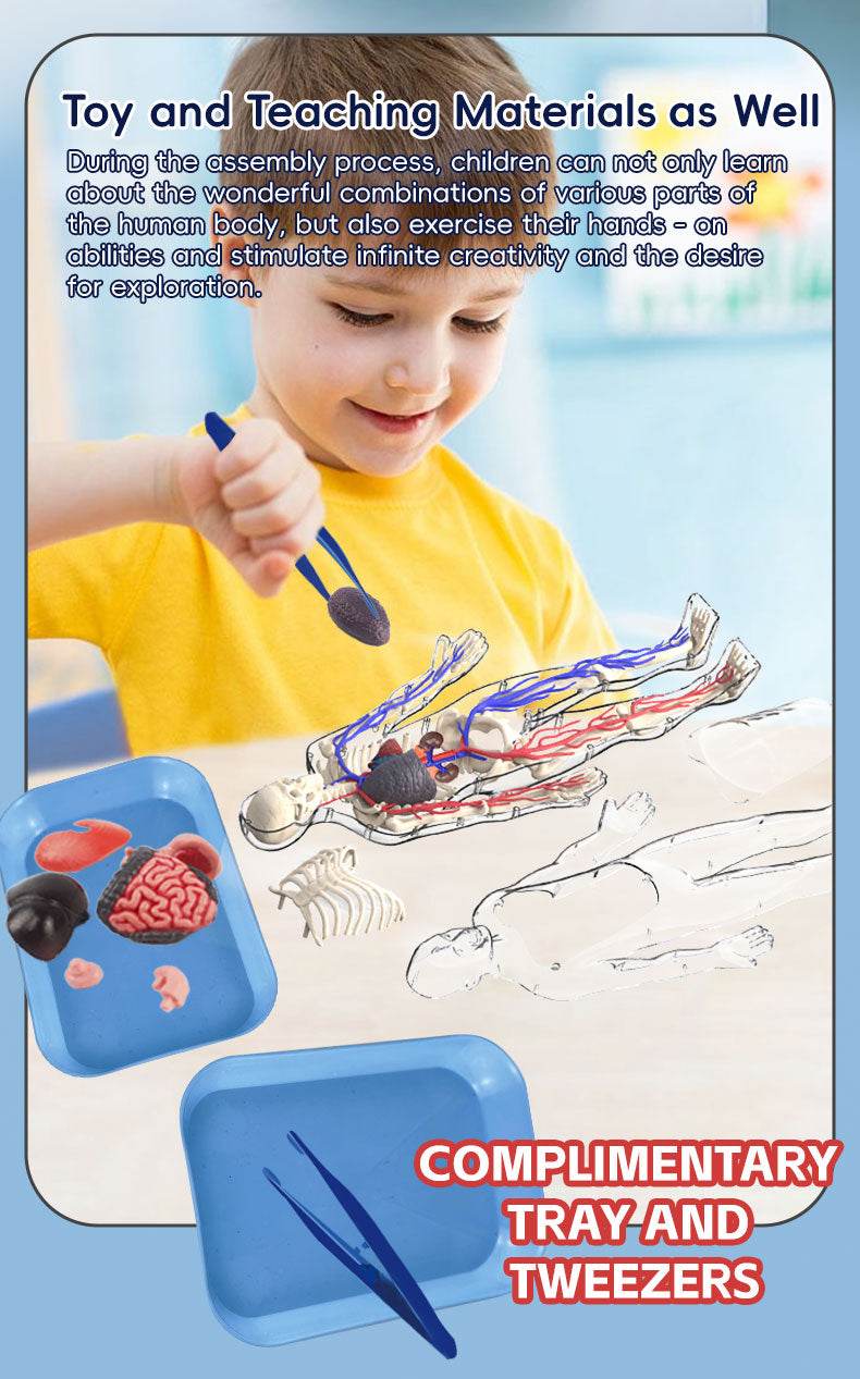 3D Human Body Torso Model for Kid Anatomy Skeleton Removable Simulation Organ and Skeleton Detachable Bone Body Education Models - ToylandEU