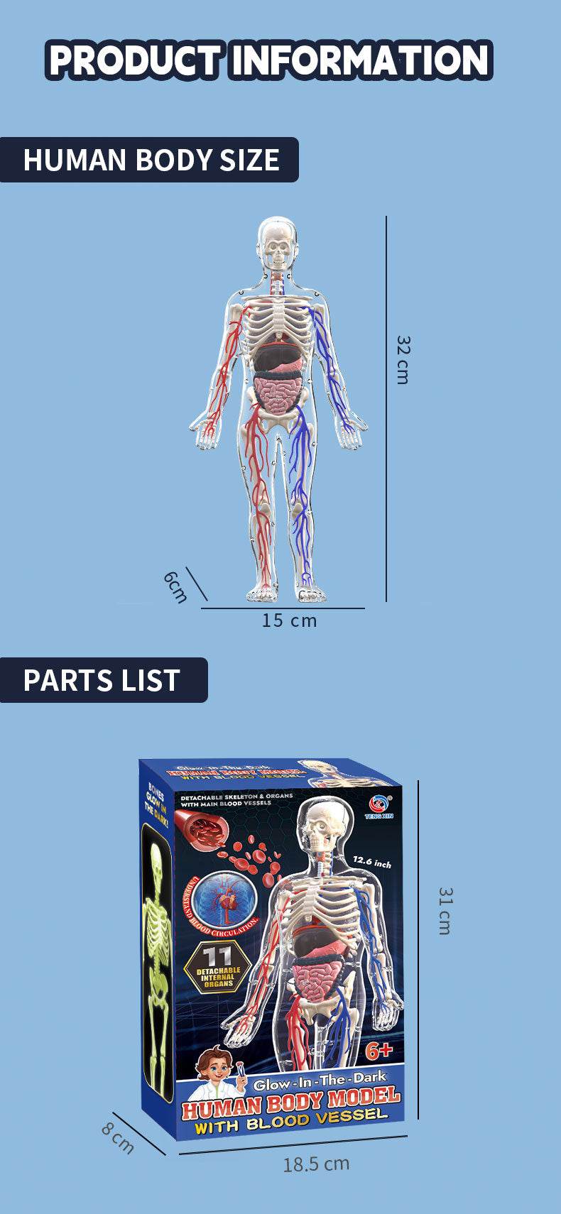 3D Human Body Torso Model for Kid Anatomy Skeleton Removable Simulation Organ and Skeleton Detachable Bone Body Education Models - ToylandEU