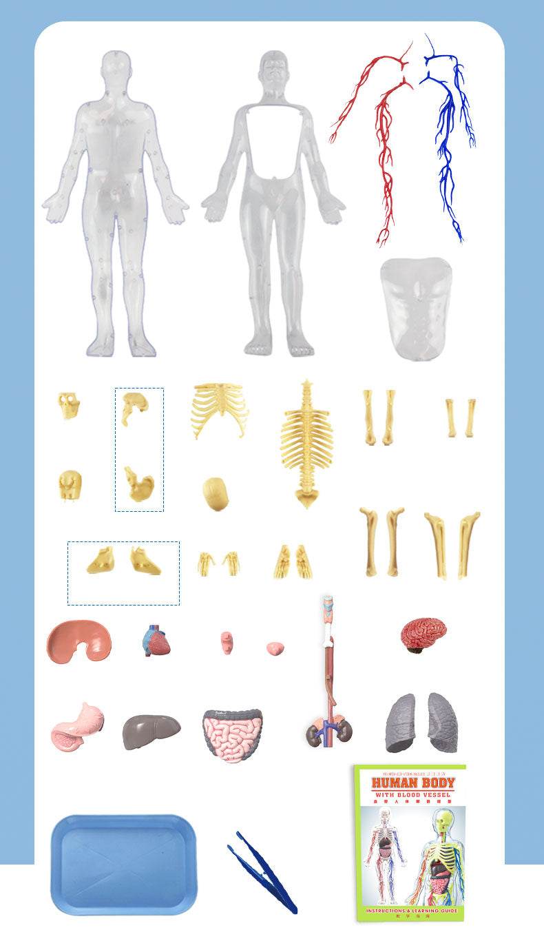 3D Human Body Torso Model for Kid Anatomy Skeleton Removable Simulation Organ and Skeleton Detachable Bone Body Education Models - ToylandEU