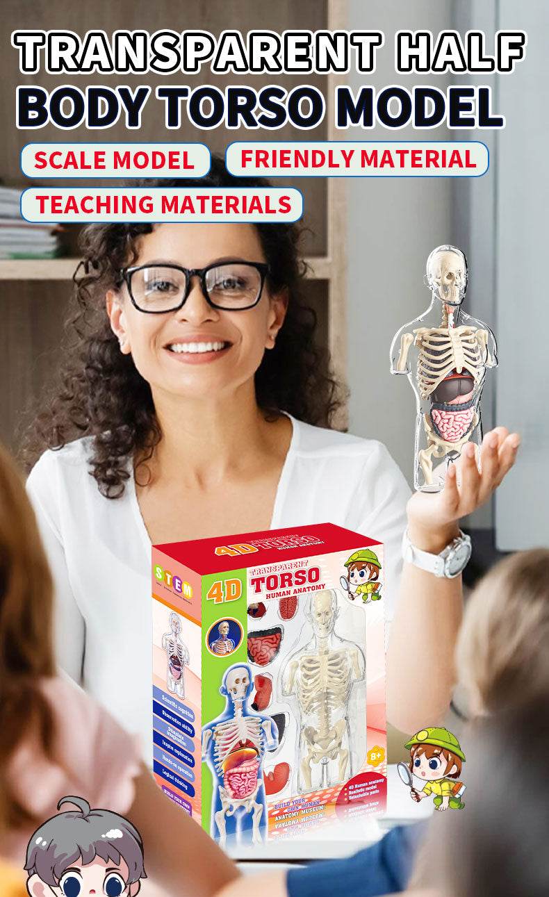 3D Human Body Torso Model for Kid Anatomy Skeleton Removable Simulation Organ and Skeleton Detachable Bone Body Education Models - ToylandEU