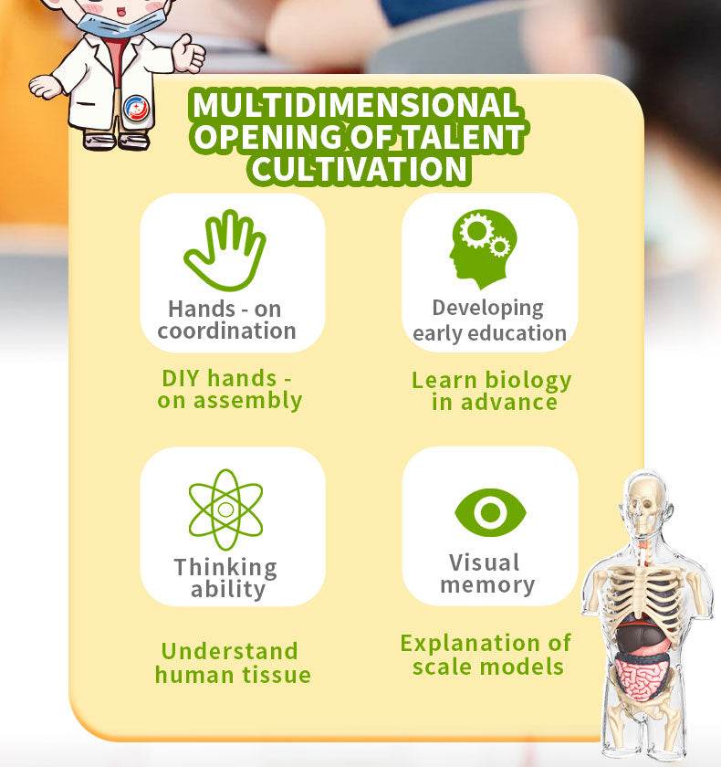 3D Human Body Torso Model for Kid Anatomy Skeleton Removable Simulation Organ and Skeleton Detachable Bone Body Education Models - ToylandEU