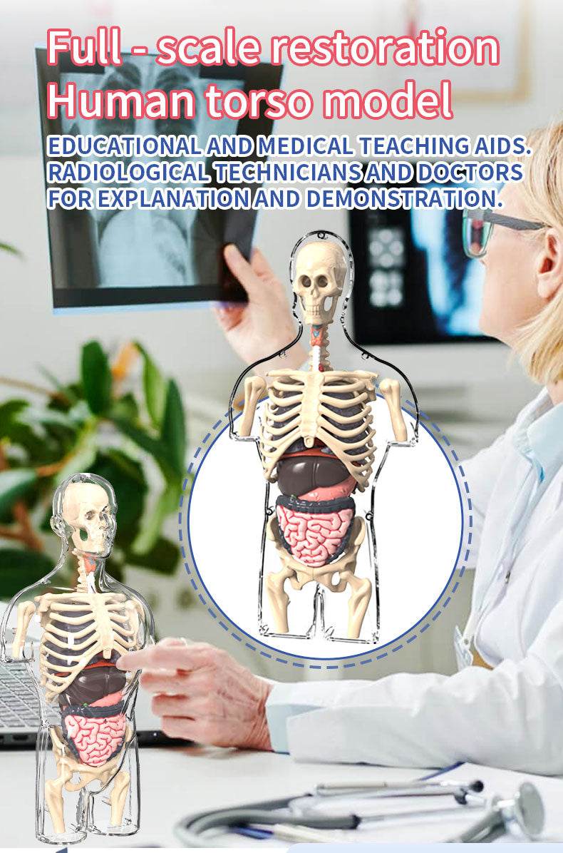 3D Human Body Torso Model for Kid Anatomy Skeleton Removable Simulation Organ and Skeleton Detachable Bone Body Education Models - ToylandEU