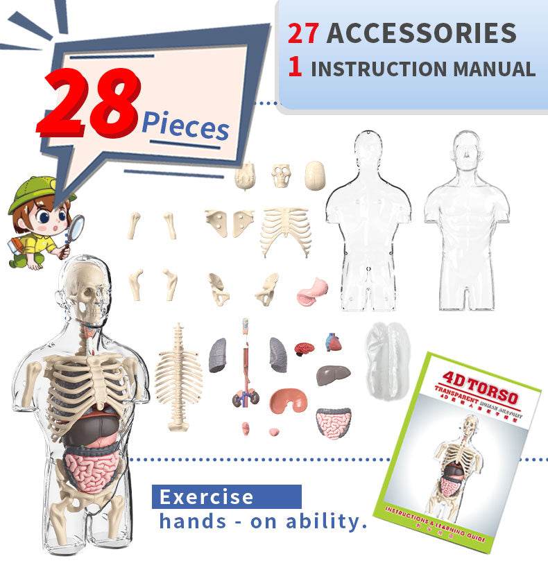 3D Human Body Torso Model for Kid Anatomy Skeleton Removable Simulation Organ and Skeleton Detachable Bone Body Education Models - ToylandEU