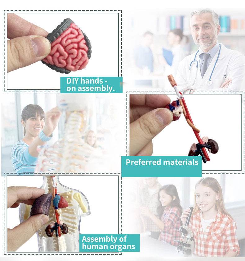 3D Human Body Torso Model for Kid Anatomy Skeleton Removable Simulation Organ and Skeleton Detachable Bone Body Education Models - ToylandEU