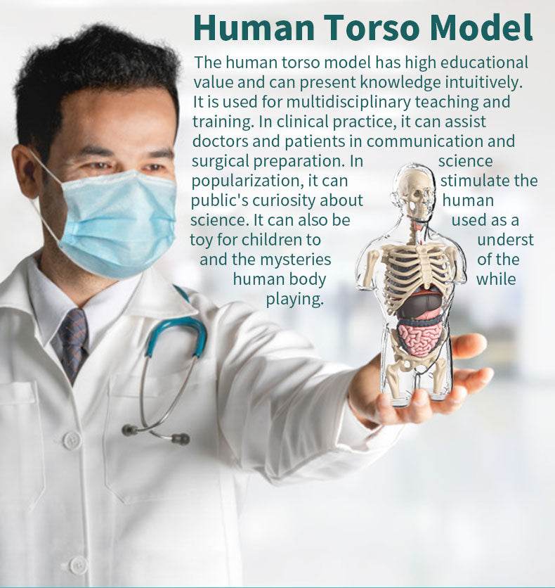 3D Human Body Torso Model for Kid Anatomy Skeleton Removable Simulation Organ and Skeleton Detachable Bone Body Education Models - ToylandEU