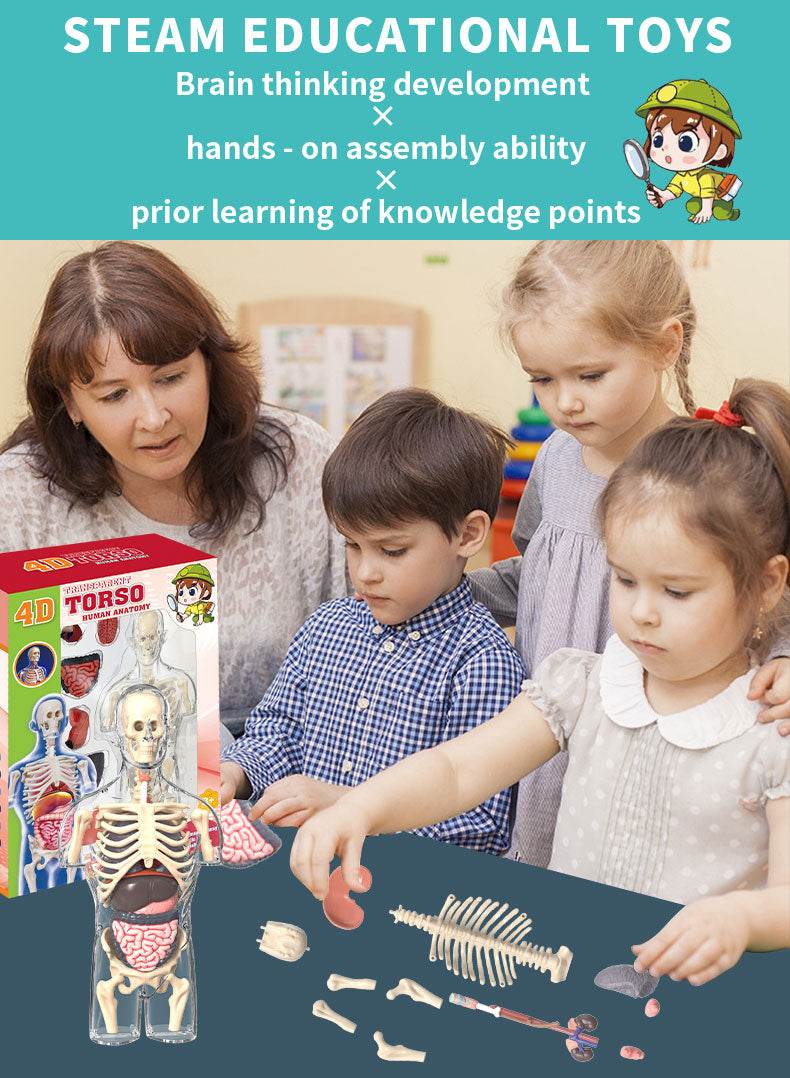 3D Human Body Torso Model for Kid Anatomy Skeleton Removable Simulation Organ and Skeleton Detachable Bone Body Education Models - ToylandEU