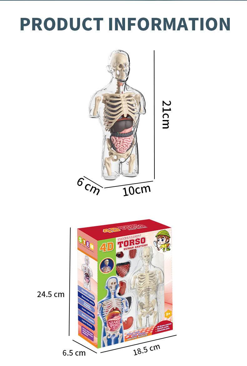 3D Human Body Torso Model for Kid Anatomy Skeleton Removable Simulation Organ and Skeleton Detachable Bone Body Education Models - ToylandEU
